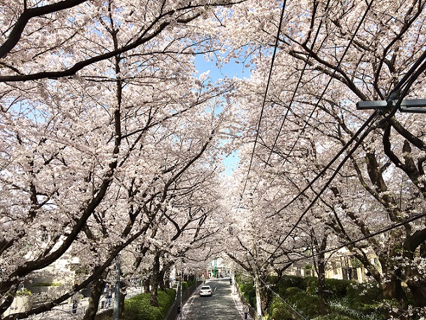 Sakura